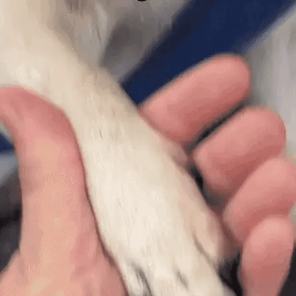 Bruvella  – Coupez les ongles sans risque ni stress